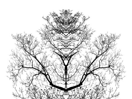 tree branches sulhouettes, isolated on white backgroundの写真素材
