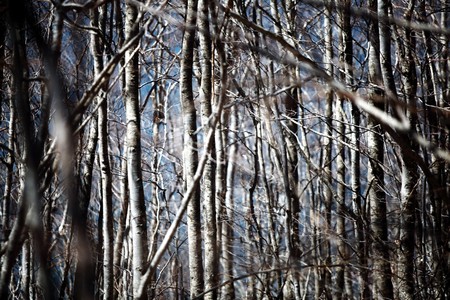 abstract branches in the woods, shallow dofの写真素材