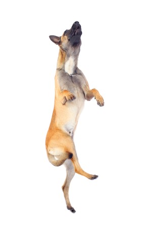 belgian shepherd dog jumping against white backgroundの写真素材