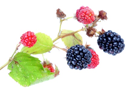 ripe and red blackberries against white backgroundの写真素材
