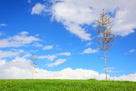 green grass, two little trees and blue skyの写真素材
