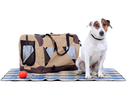 Jack Russel Terrier with a carrying bag against white backgroundの写真素材