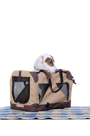 Jack Russel Terrier with a carrying bag against white backgroundの写真素材