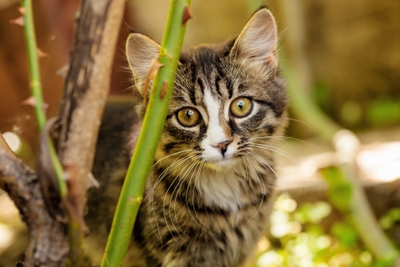 little kitten in a gardenの写真素材