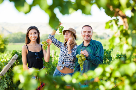 Tree friends tasting grapes. Two girls and a man during harvest season a t vineyard field.