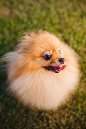 Zverg Spitz, Pomeranian puppy on grass looking up in camera