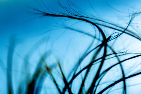 Abstract windy hair texture. Backlit silhouette.の写真素材