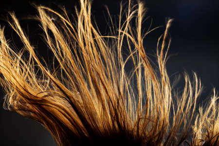 Abstract windy hair texture. Backlit silhouette on dark background.の写真素材