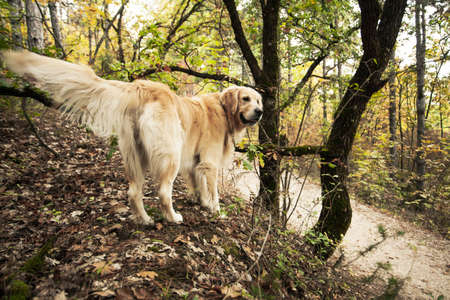 Golden retriever purebred dog in the woods.