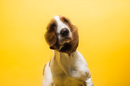 Basset hound three months old puppy portrait behind glass with water drops. Funny dog portrait against yellow background.の写真素材