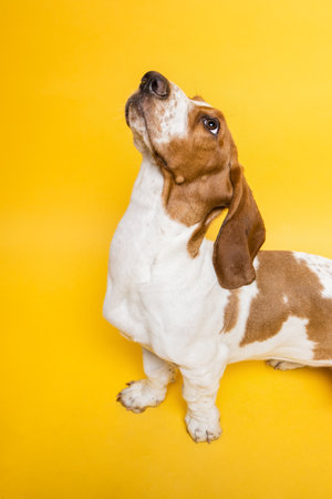 Basset hound three months old puppy looking up. Funny dog portrait against yellow background.の写真素材
