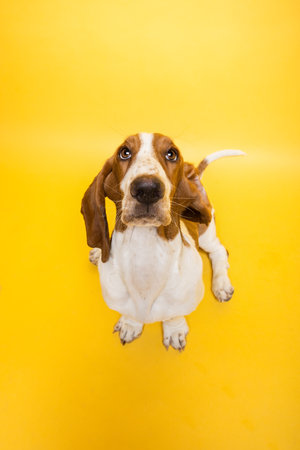 Basset hound three months old puppy looking up in camera. Funny dog portrait against yellow background.の写真素材