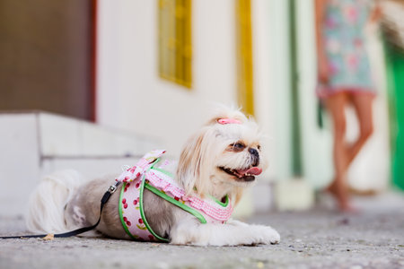A small, fluffy white dog with a pink bow and harness smiles while lying on a sunny city sidewalk, a...