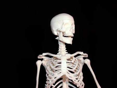  some the human skeleton part