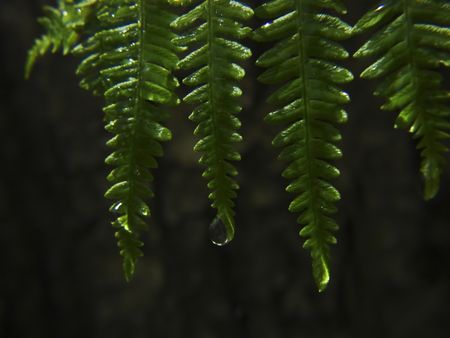 grass with drops close upの写真素材