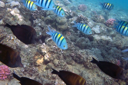 underwater view of coral reef