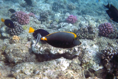 underwater view of coral reef