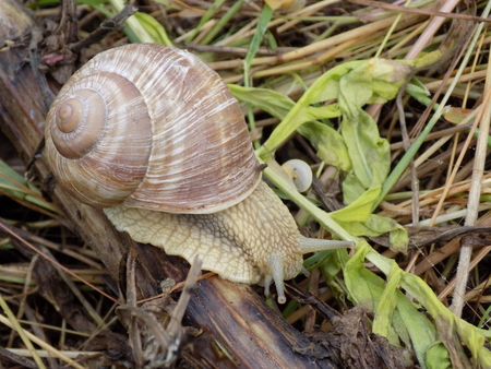 Molluscs from class representatives gastropods which have spiral shell の写真素材