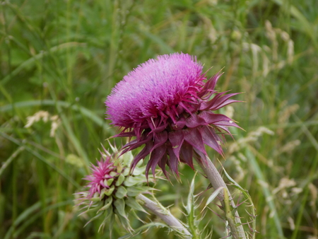 plain ginger  thistle の写真素材