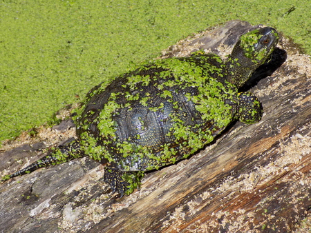 Turtles  Testudines  on a logの写真素材