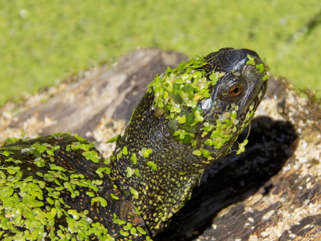 Turtles  Testudines  on a logの写真素材