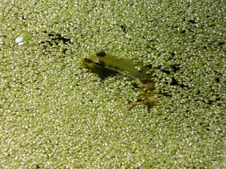 Tailless amphibians  Anuraの写真素材