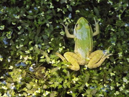 Tailless amphibians  Anura の写真素材