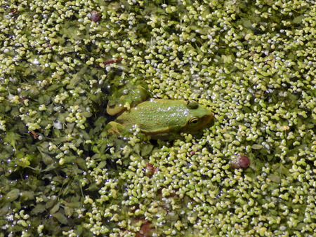 Tailless amphibians  Anuraの写真素材