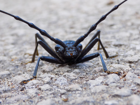 The large long-horned beetle  Cerambyx cerdo  is one of the largest insects found in Bulgaria の写真素材