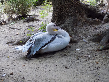 Pelicans are a genus of large water birdsの写真素材