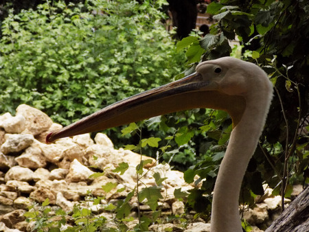 Pelicans are a genus of large water birdsの写真素材