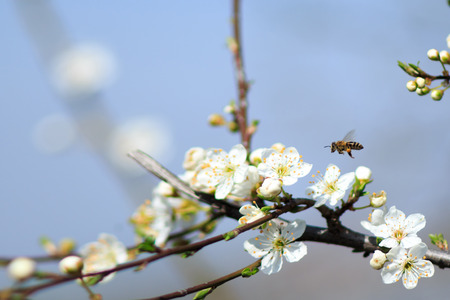 Bees are flying insects  and are known for their role in pollination and for producing honey and beeswax. Bees are a monophyletic lineage within the superfamily Apoidea, presently considered as a clade Anthophila. There are nearly 20,000 known species of の写真素材