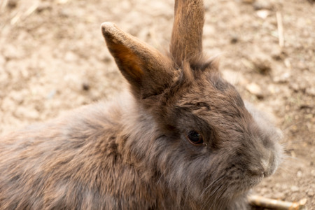 Tame or domestic rabbits are domesticated form of the type of European rabbit Oryctolagus cuniculus .Sazdadeni are over 60 breeds that belong to four main groups  meat meat and skin for leather and wool.の写真素材