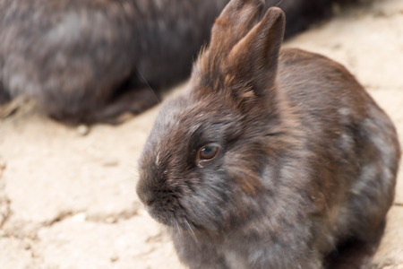 Tame or domestic rabbits are domesticated form of the type of European rabbit Oryctolagus cuniculus .Sazdadeni are over 60 breeds that belong to four main groups  meat meat and skin for leather and wool.の写真素材