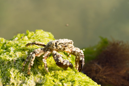 Crabs are decapod crustaceans of the infraorder Brachyura which typically have a very short projectingの写真素材