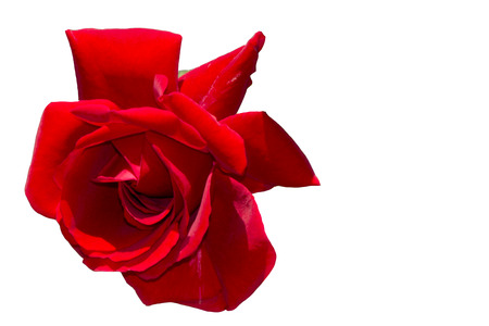 Rose Rosa is a genus of flowering plants in the Rosaceae family Rosaceae. It includes 100150 species of shrubs and lianas distributed mainly in Asia to a lesser extent in Europe South America and North Africa. Many species and hybrids are grown as ornamenの写真素材