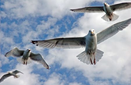 seagulls flying