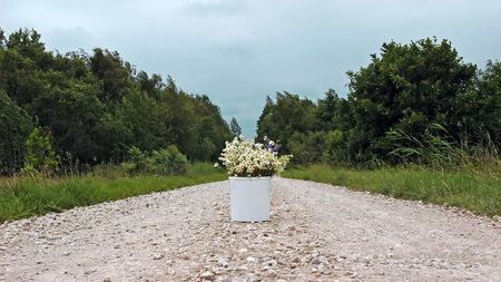 wild flowers middle of the roadの写真素材