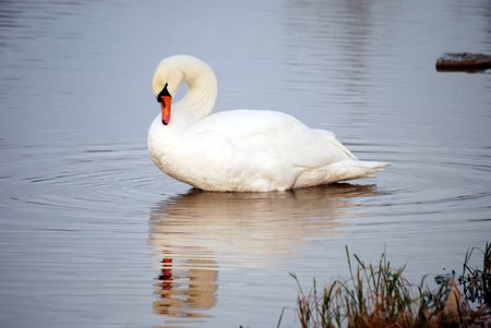 white swanの写真素材