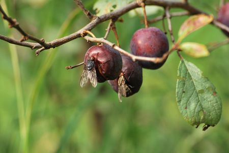 flys on berryの写真素材