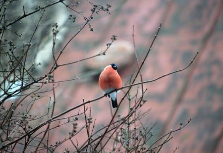 red bullfinch (Pyrrhula pyrrhula)の写真素材
