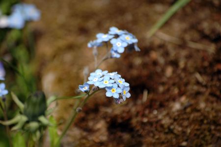 Forget me not with Dandelion の写真素材