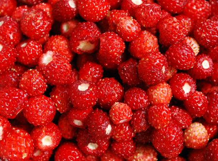 lot of red wild strawberry