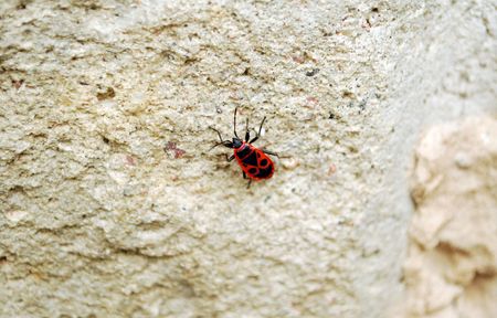 orange beetleの写真素材