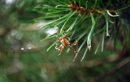 Necklace. Morning dew on a web.の写真素材