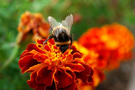 bee on flowerses plumの写真素材