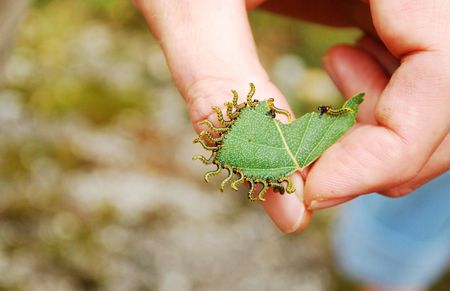 group of worms on green leafの写真素材