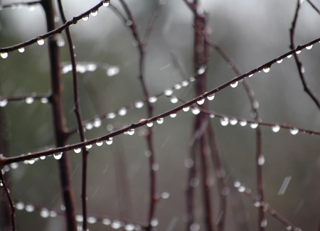 A rain drop ready to fall from a branch の写真素材