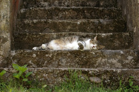 A kitten resting in the stairwayの写真素材