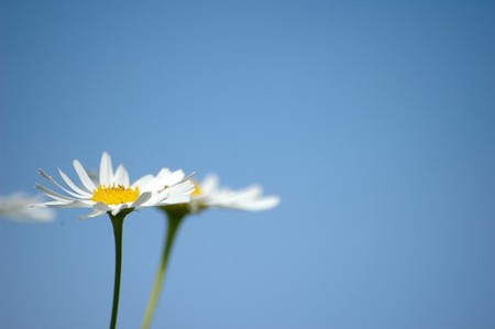 daisies on meadowの写真素材